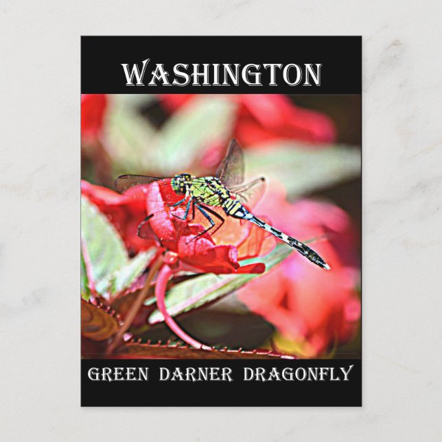 Washington Green Darner Dragonfly Postkarte (Vorderseite)