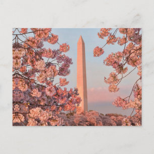Washington Monument - Kirschblüten Postkarte