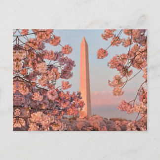 Washington Monument - Kirschblüten Postkarte