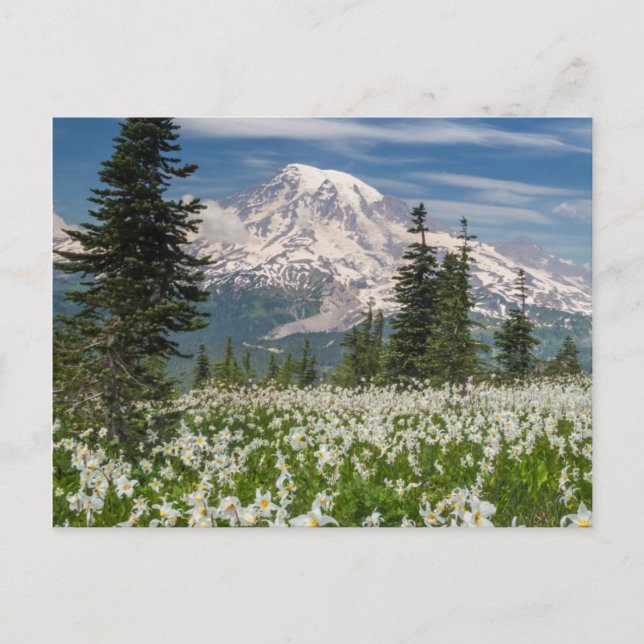 Washington, Mount Rainier National Park 1 Postkarte (Vorderseite)