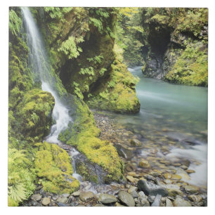 Washington, Olympic-Nationalpark, Saisonal Fliese