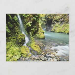 Washington, Olympic-Nationalpark, Saisonal Postkarte