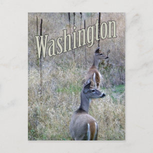 Washington Postcard, Two White Schwanz Deer Postkarte