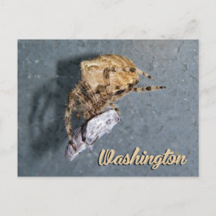 Washington Postkarte, Gea-Spinne Postkarte