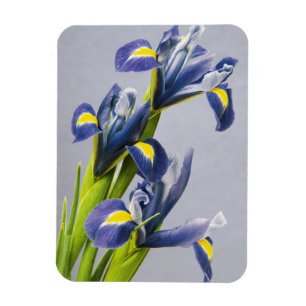 Washington, Redmond, Lila Irische Magnet