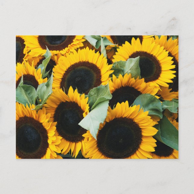 Washington, Seattle, Sonnenblume zum Verkauf Postkarte (Vorderseite)
