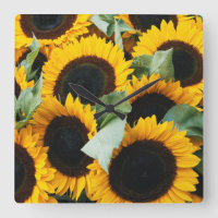 Washington, Seattle, Sonnenblume zum Verkauf