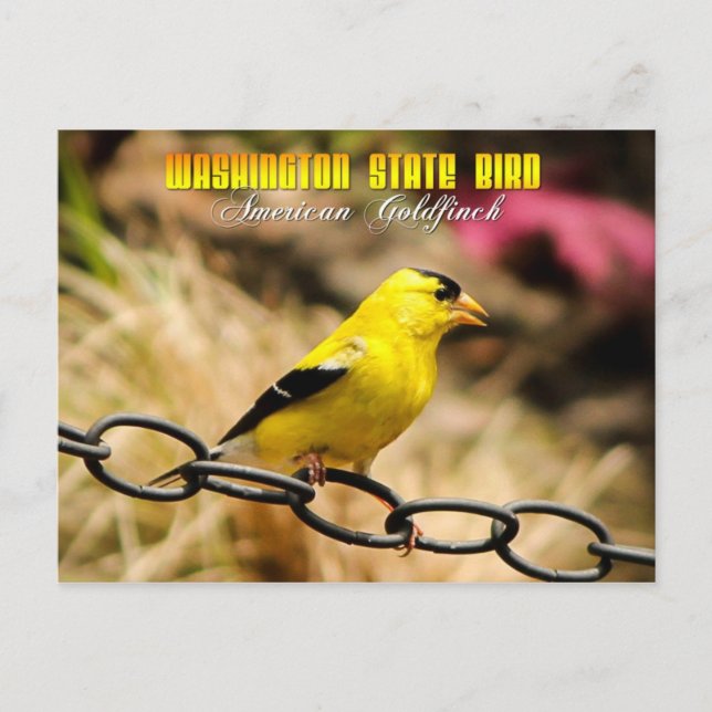 Washington Staat Bird - American Goldfinch Postkarte (Vorderseite)