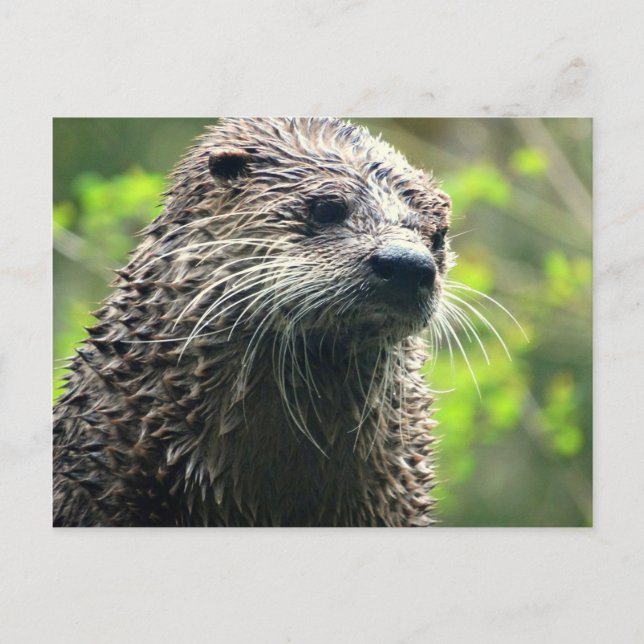 Washington Staat Otter Postcard Postkarte (Vorderseite)
