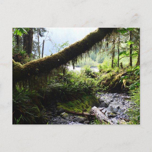 Washington Staat Postcard: Quinault Rain Forest Postkarte (Vorderseite)