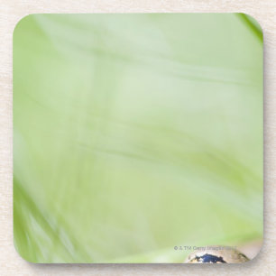 Washington, USA Getränkeuntersetzer