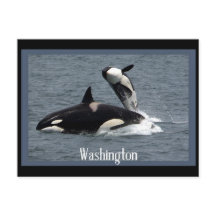 Washington Whales Postcross Postcard