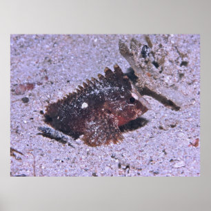 Waspfish Poster
