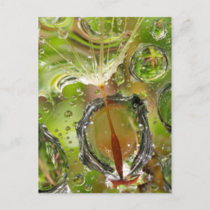 Wasser auf Löwensamen, CA Postkarte