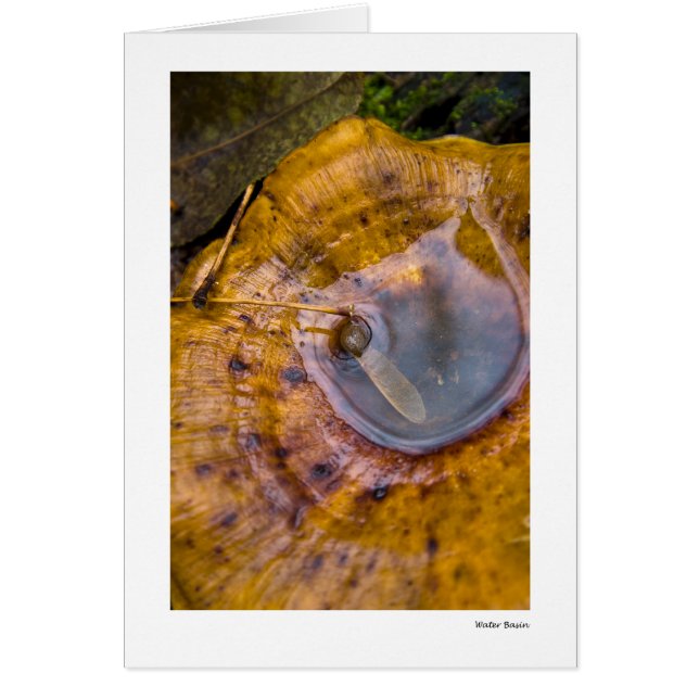 Wasser-Becken (Vorne)