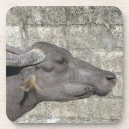 Wasser Buffalo Getränkeküste Getränkeuntersetzer