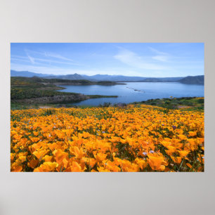 Wasser California Lake with Golden Poppies Poster