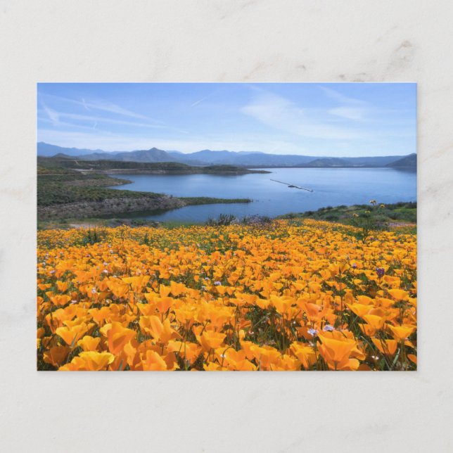 Wasser | California Lake with Golden Poppies Postkarte (Vorderseite)