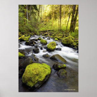 Wasser, das durch Moos bedeckt ist, Felsen in eine Poster
