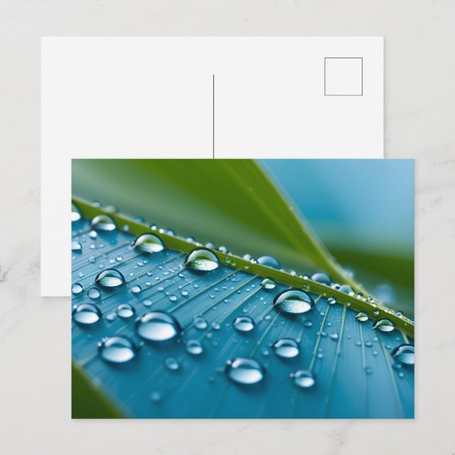 Wasser fällt auf Blätter Postkarte (Vorne/Hinten)