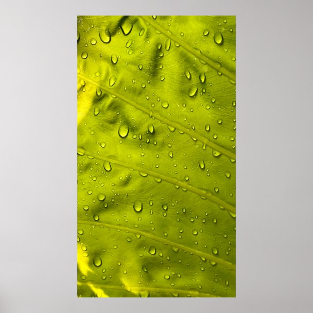 Wasser fällt auf grünes Blatt Poster (Vorne)