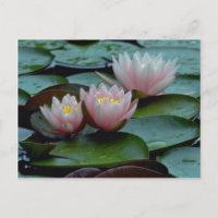 Wasser in rosa