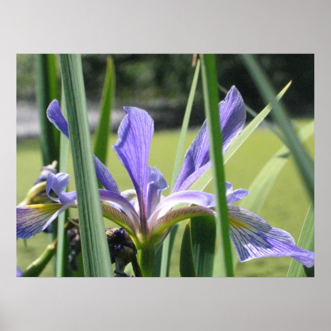 Wasser Iris auf dem Teich Poster (Vorne)