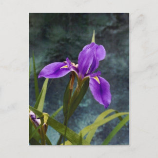 Wasser Iris Postkarte