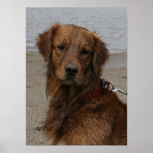 WASSER-JUNGE - GOLDEN RETRIEVER POSTER