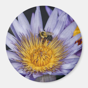Wasser-Lilie lila u. Bienen-Magnet Magnet