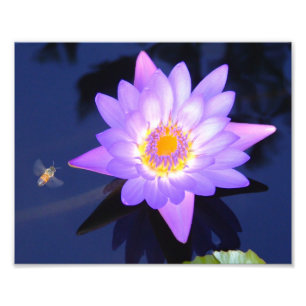 Wasser-Lilie mit Biene 10" x 8" Foto-Druck Fotodruck