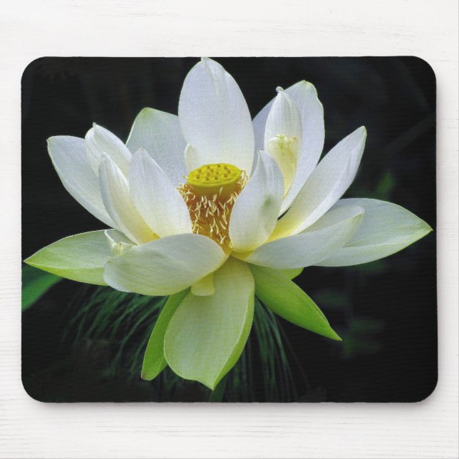 Wasser-Lilie Mousepad (Vorne)