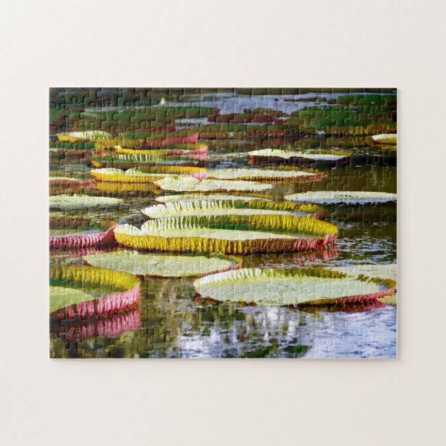 Wasser Lilien. (Horizontal)