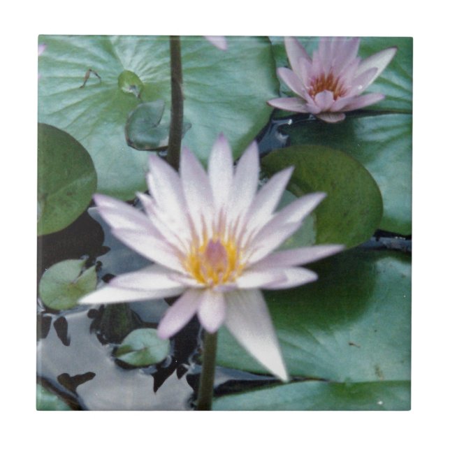 Wasser-Lilien-Fliese Fliese (Vorderseite)