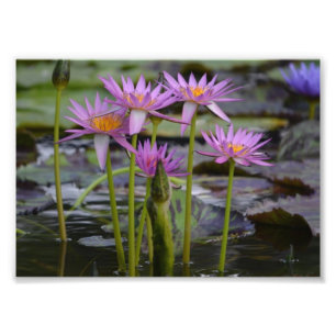 Wasser-Lilien! Fotodruck