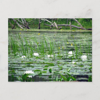 Wasser Lilien Postkarte