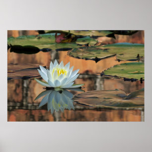 Wasser-Lilien-Reflexions-Foto-Plakat-Druck Poster
