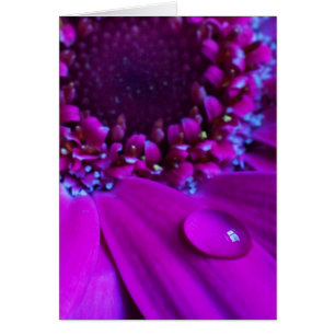 Wasser-Tröpfchen auf Blumenblatt