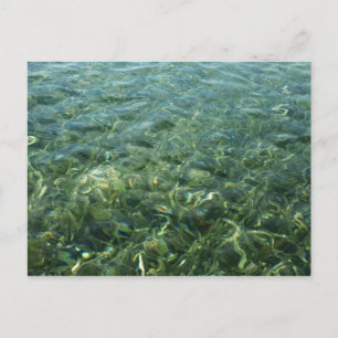 Wasser über Meeresgras I Karibik Postkarte
