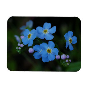 Wasser-Vergiss-Me-Not-Blume-Magnet Magnet
