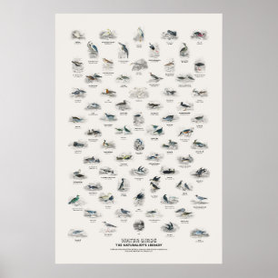 Wasser Vögel - Naturalist's Library Poster