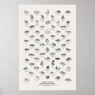 Wasser Vögel - Naturalist's Library Poster
