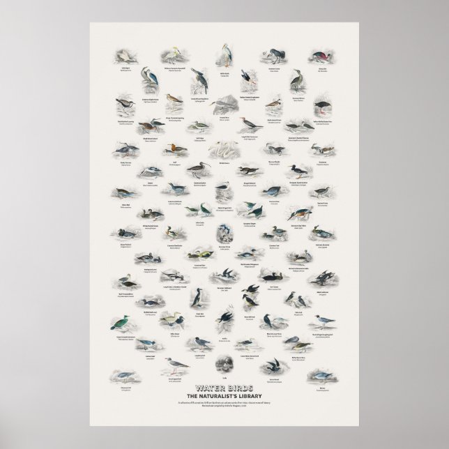 Wasser Vögel - Naturalist's Library Poster (Vorne)
