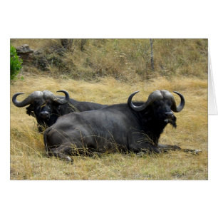 WASSERBUFFALO IN KENIA