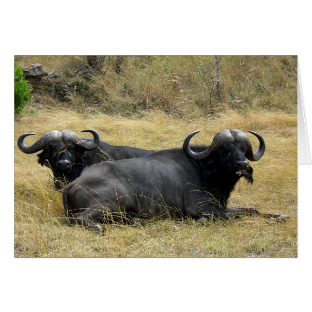 WASSERBUFFALO IN KENIA (Vorderseite (Horizontal))