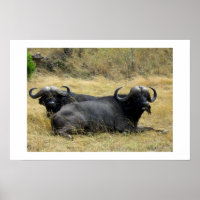 WASSERBUFFALO IN KENIA