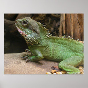 Wasserdrache Poster