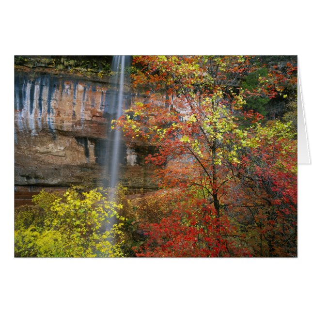 Wasserfall, Großzahmapfel Acer (Vorderseite (Horizontal))