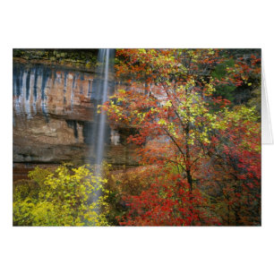 Wasserfall, großzähniger Ahorn Acer