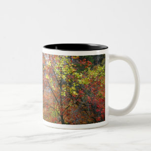 Wasserfall, großzähniger Ahorn Acer Zweifarbige Tasse